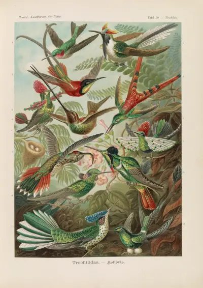 Trochilidae. – Kolibris, Ernst Haeckel