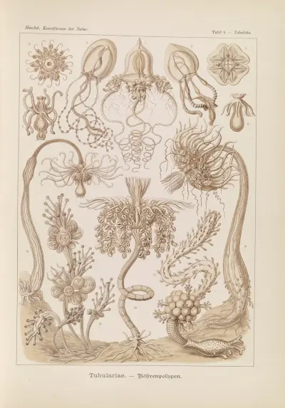 Tubulariae. – Röhrenpolnpen av Ernst Haeckel