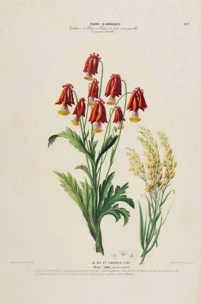 Flore d’Amérique, dessinée d’après nature sur les lieux Pl.157, Etienne Denisse