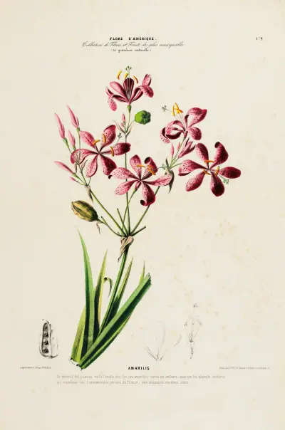 Flore d’Amérique, dessinée d’après nature sur les lieux Pl.172, Etienne Denisse