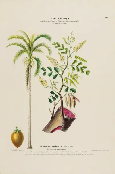 Flore d’Amérique, dessinée d’après nature sur les lieux Pl.174, Etienne Denisse