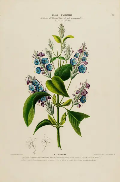 Flore d’Amérique, dessinée d’après nature sur les lieux Pl.180, Etienne Denisse