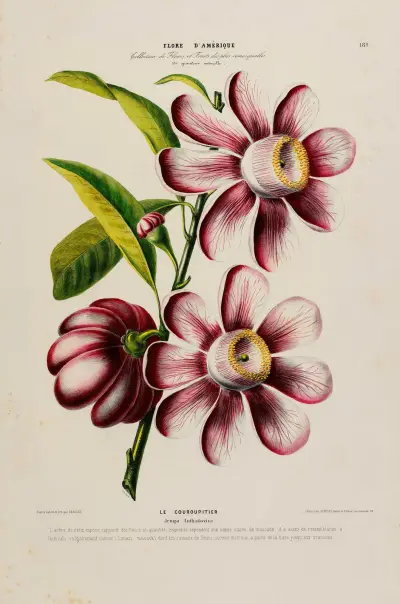 Flore d’Amérique, dessinée d’après nature sur les lieux Pl.181, Etienne Denisse