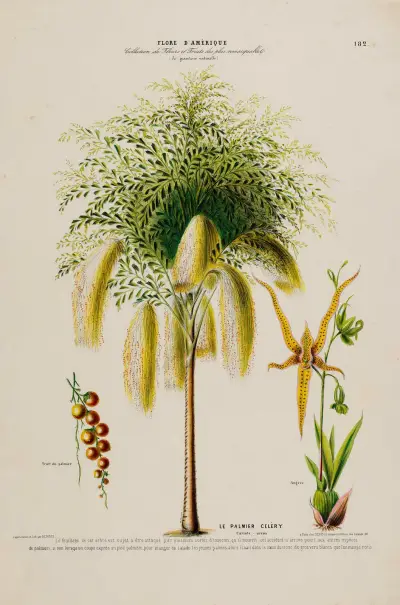 Flore d’Amérique, dessinée d’après nature sur les lieux Pl.182, Etienne Denisse