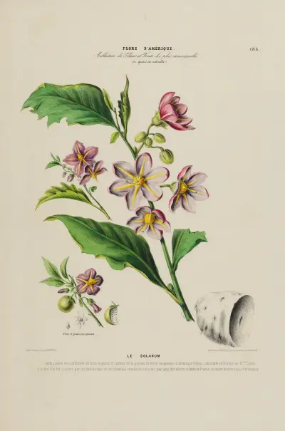 Flore d’Amérique, dessinée d’après nature sur les lieux Pl.183, Etienne Denisse