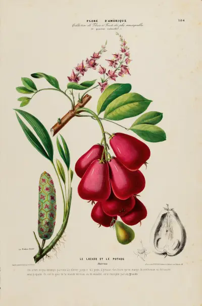 Flore d’Amérique, dessinée d’après nature sur les lieux Pl.184, Etienne Denisse