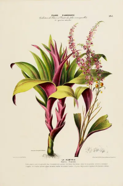 Flore d’Amérique, dessinée d’après nature sur les lieux Pl.185, Etienne Denisse