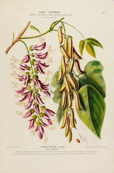Flore d’Amérique, dessinée d’après nature sur les lieux Pl.187, Etienne Denisse