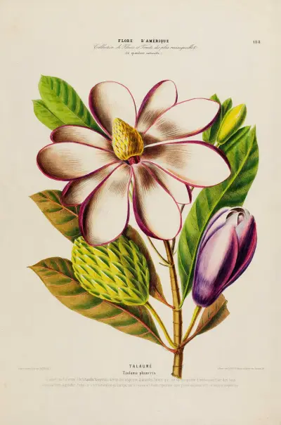 Flore d’Amérique, dessinée d’après nature sur les lieux Pl.188, Etienne Denisse