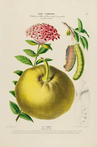 Flore d’Amérique, dessinée d’après nature sur les lieux Pl.192, Etienne Denisse