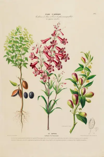 Flore d’Amérique, dessinée d’après nature sur les lieux Pl.193, Etienne Denisse