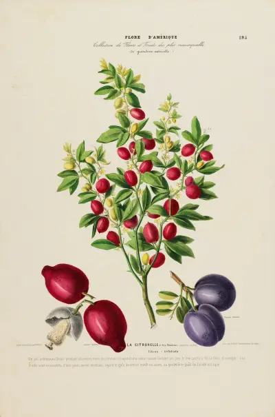 Flore d’Amérique, dessinée d’après nature sur les lieux Pl.195, Etienne Denisse