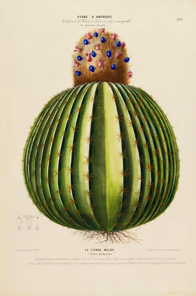 Flore d’Amérique, dessinée d’après nature sur les lieux Pl.198, Etienne Denisse