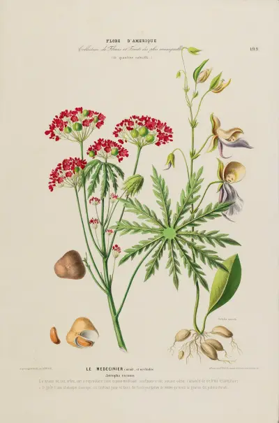 Flore d’Amérique, dessinée d’après nature sur les lieux Pl.199, Etienne Denisse