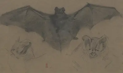 Bat, Eugène Delacroix