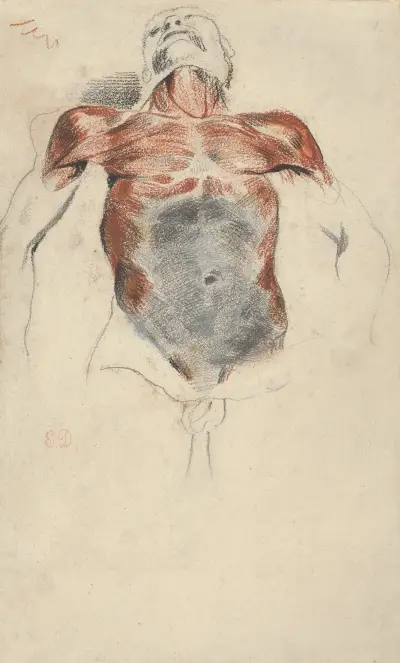 Torso eines männlichen Leichnams von Eugène Delacroix