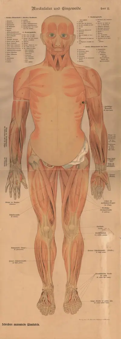 Muscles and internal organs, 1902 – nr 2 av J.F. Schreiber