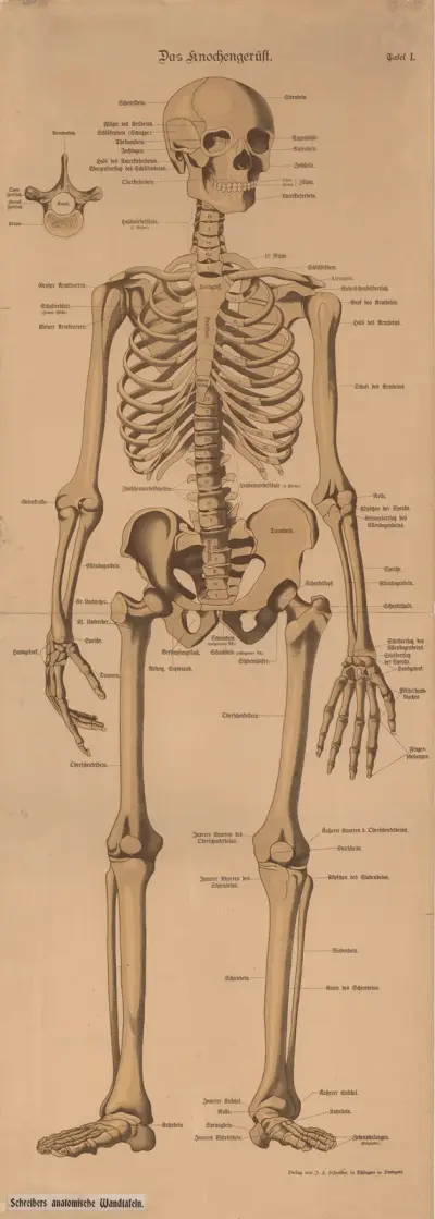 Skeleton av J.F. Schreiber