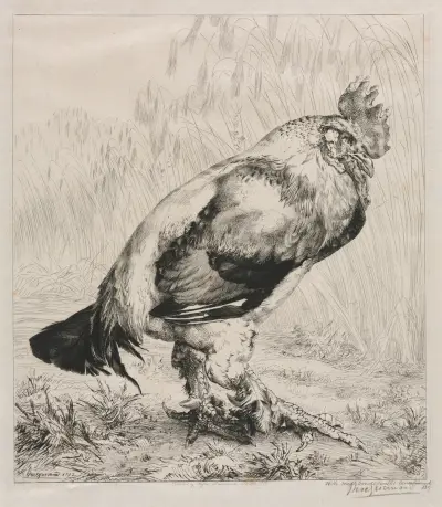The Old Cock av Félix Bracquemond