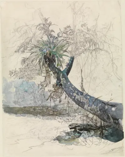 Baumzweig mit Lianen an einem Urwaldfluss av Ferdinand Keller