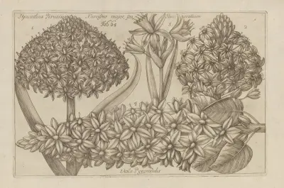 Hyancinthus peruanus, Narcissus major, seu Pancratium, Viola pyramidalis av Filippo Arena