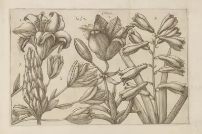 Lilium, 1767 – nr 2 av Filippo Arena