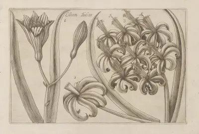 Lilium, 1767 – nr 3 av Filippo Arena