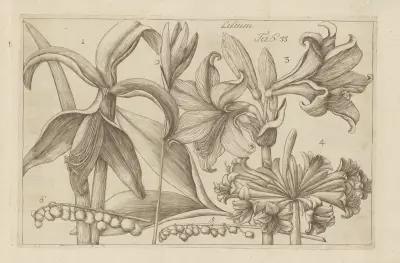 Lilium, 1767 – nr 4 av Filippo Arena