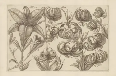 Lilium, 1767 – nr 5 av Filippo Arena