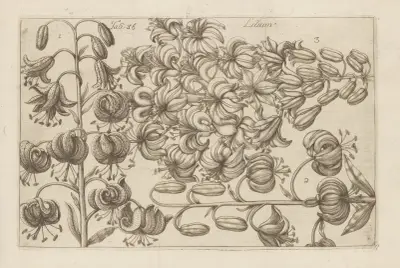 Lilium, 1767 – nr 6 av Filippo Arena