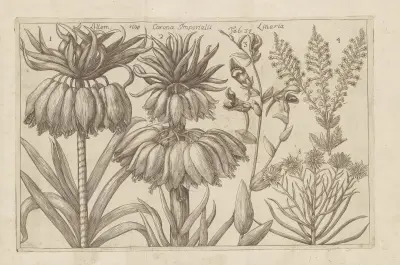 Lilium, Corona Imperialis, Linaria av Filippo Arena