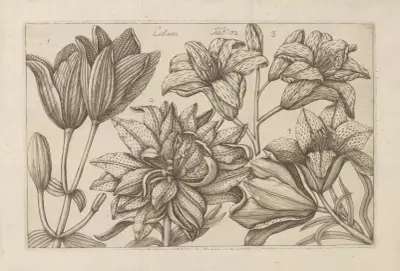 Lilium, 1767 – nr 1 av Filippo Arena