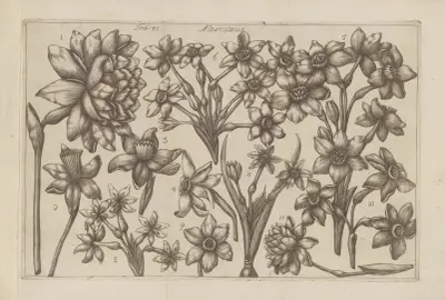 Narcissus av Filippo Arena