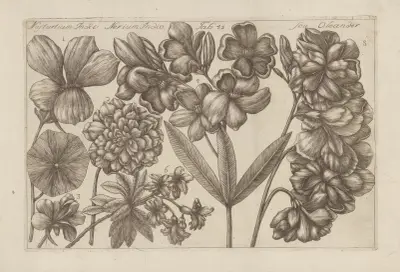 Nasturtium Indic, Nerium Indic, Seu Oleander av Filippo Arena