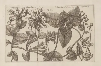 Periclymenum seu Caprifolium, Phaseolus indicus seu Caracalla av Filippo Arena