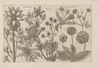 Pulsatilla, Ranunculus av Filippo Arena