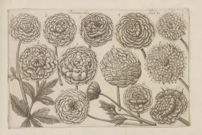 Ranunculus, 1767 – nr 1 av Filippo Arena