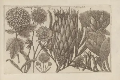 Sambucus, Scabiosa, Scolymocephalus av Filippo Arena