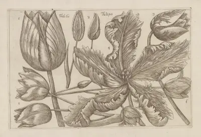 Tulipa, 1767 – nr 2 av Filippo Arena