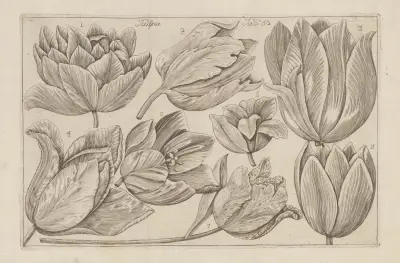 Tulipa, 1767 – nr 1 av Filippo Arena