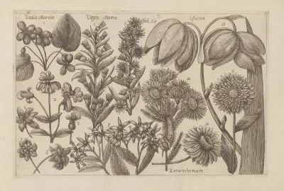 Viola martia, Virga aurea, Yucca, Xeranthemum av Filippo Arena