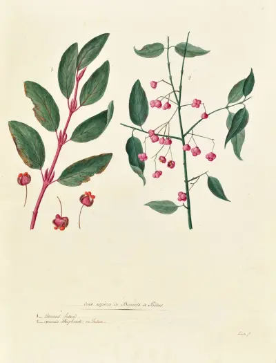 Collection du regne vegetal, arbres, forestiers et fruitiers, leurs fruits, &a Pl.05 av Pierre Francois Ledoulx