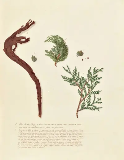 Collection du regne vegetal, arbres, forestiers et fruitiers, leurs fruits, &a Pl.11 av Pierre Francois Ledoulx