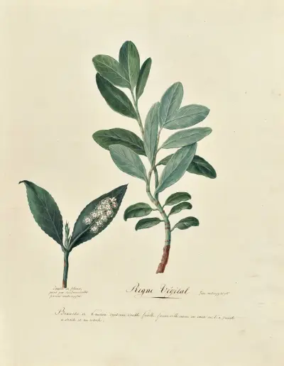 Collection du regne vegetal, arbres, forestiers et fruitiers, leurs fruits, &a Pl.01 av Pierre Francois Ledoulx