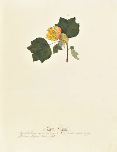 Collection du regne vegetal, arbres, forestiers et fruitiers, leurs fruits, &a Pl.03 av Pierre Francois Ledoulx