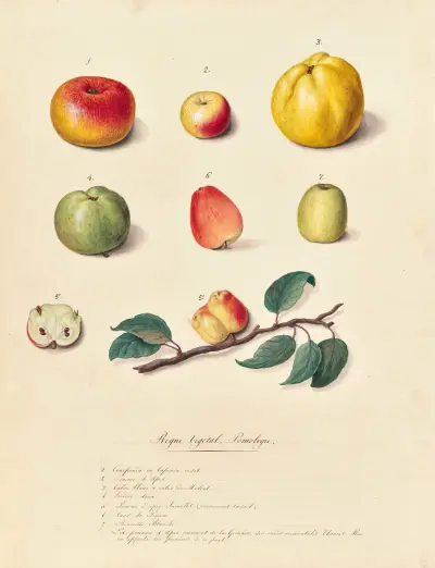 Collection du regne vegetal, arbres, forestiers et fruitiers, leurs fruits, &a Pl.32 av Pierre Francois Ledoulx