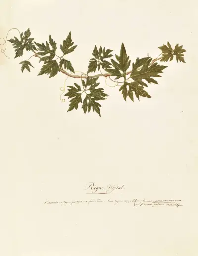 Collection du regne vegetal, arbres, forestiers et fruitiers, leurs fruits, &a Pl.38 av Pierre Francois Ledoulx