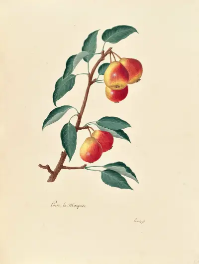 Collection du regne vegetal, arbres, forestiers et fruitiers, leurs fruits, &a Pl.31 av Pierre Francois Ledoulx