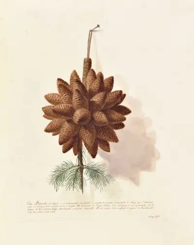 Collection du regne vegetal, arbres, forestiers et fruitiers, leurs fruits, &a Pl.14 av Pierre Francois Ledoulx