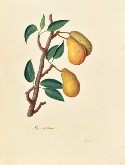 Collection du regne vegetal, arbres, forestiers et fruitiers, leurs fruits, &a Pl.30 av Pierre Francois Ledoulx